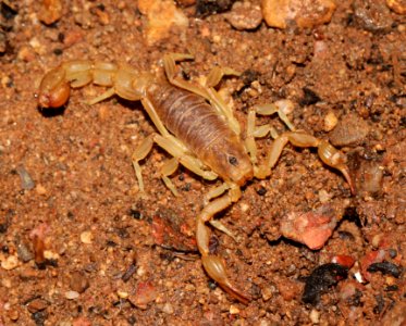 SCORPION, sp (10-2-10) 78 circulo montana, patagonia lake ranch estates, scc, az -01
