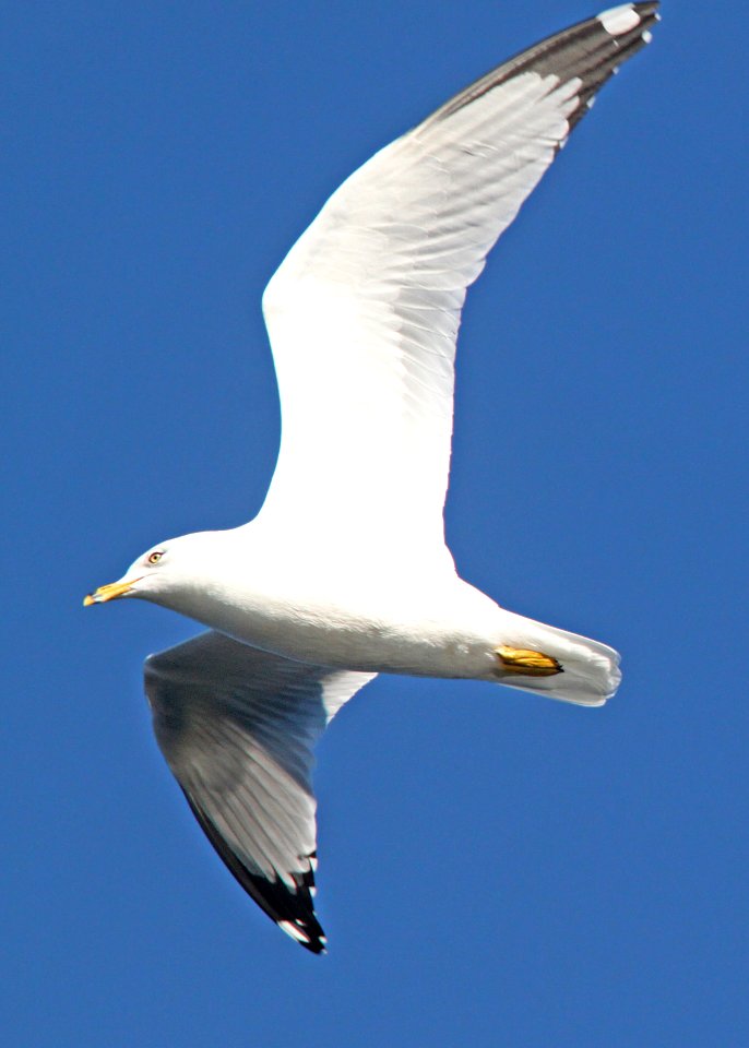 GULL, RING-BILLED (12-6-01) patagonia lake, scc, az -03