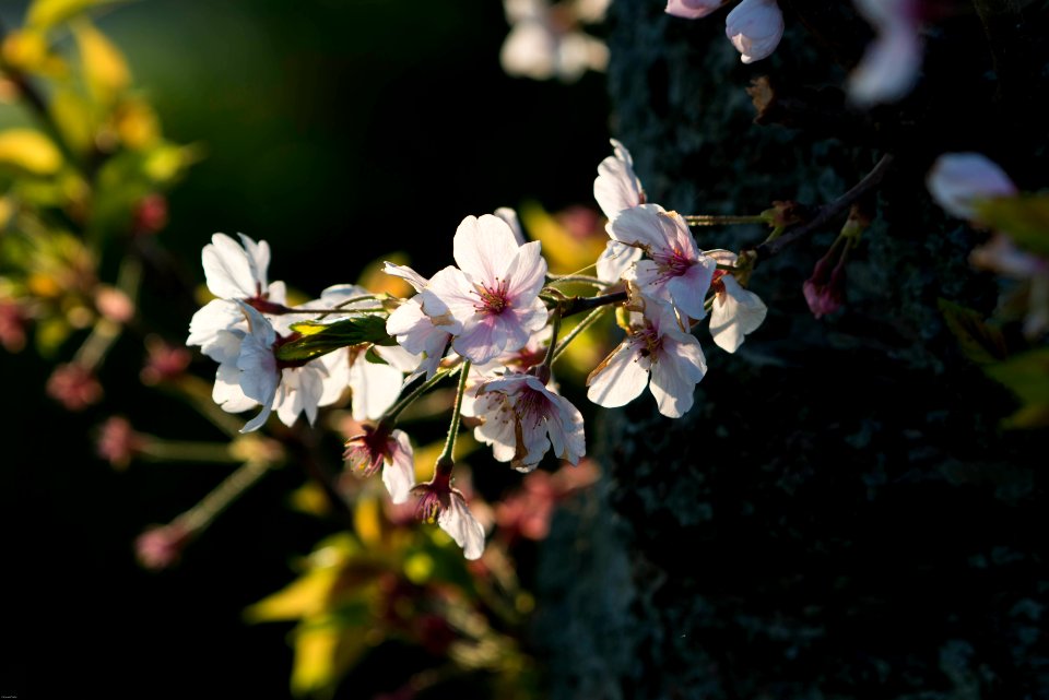 Sakura