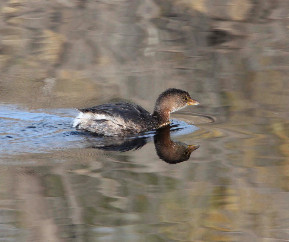 GREBE, PIED-BILLED (11-27-10) lower thumb rock cove, pena blanca lake, scc, az -03