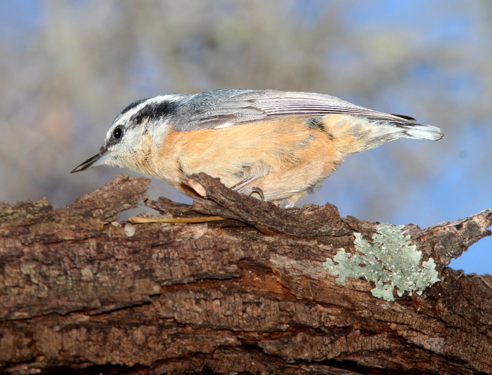 NUTHATCH, RED-BREASTED (1-15-11) patagonia lake, scc, az -06