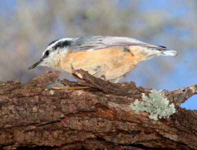 NUTHATCH, RED-BREASTED (1-15-11) patagonia lake, scc, az -06