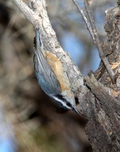 NUTHATCH, RED-BREASTED (1-15-11) patagonia lake, scc, az -02