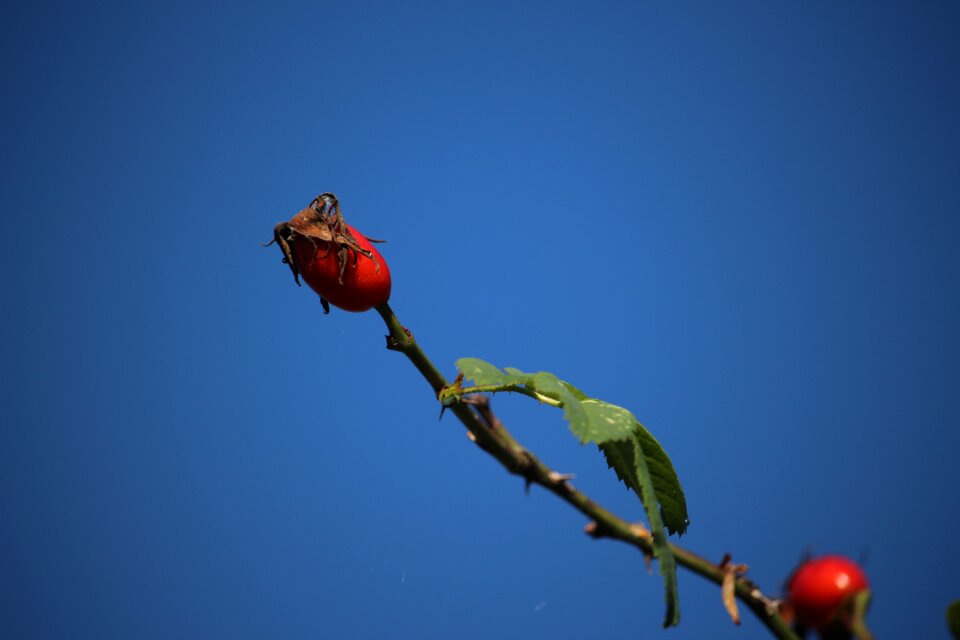 Plant rose wild rose