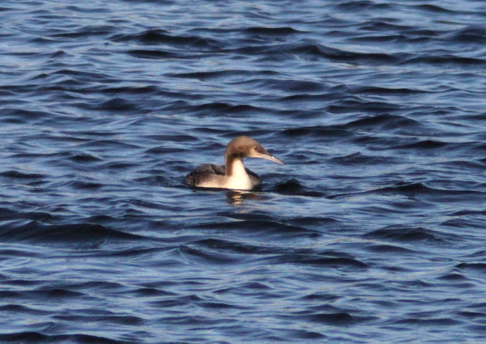 LOON, PACIFIC (10-26-10) patagonia lake state park, scc, az -03