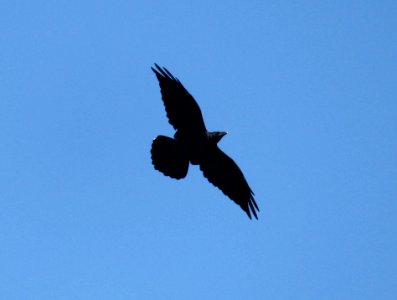 RAVEN, COMMON (10-8-10) circulo montana, patagonia lake ranch estates, scc, az -01