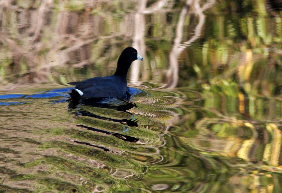 COOT, AMERICAN (10-13-10) pena blanca lake, scc, az -01