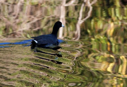 COOT, AMERICAN (10-13-10) pena blanca lake, scc, az -01