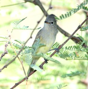 BEARDLESS-TYRANNULET, NORTHERN  (9-13-10) patagonia lake state park, scc, az -01