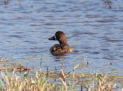 SCAUP, LESSER? (10-26-10) patagonia lake state park, scc, az -08