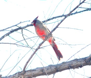PYRRHULOXIA (10 -7-10) pena blanca lake, scc, az -01