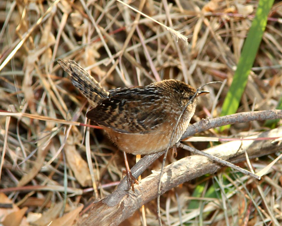 WREN, SEDGE (12-2-10) pena blanca lake, scc, az -03