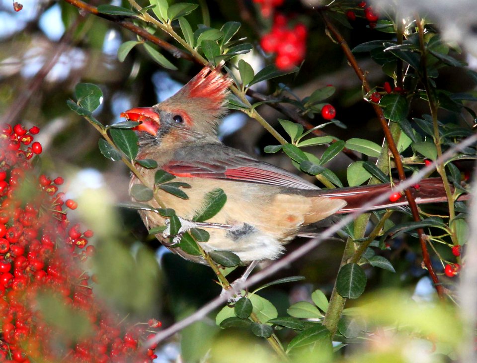 CARDINAL, NORTHERN (11-28-10) santa gertrudis lane, tubac, scc,az -01