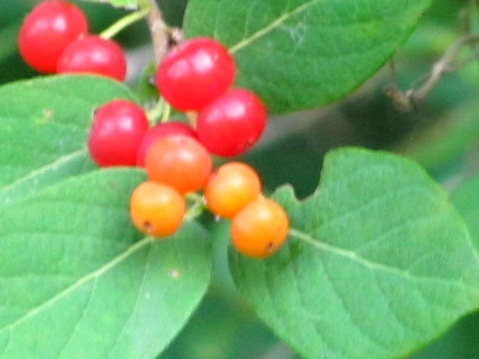 IMG 8872