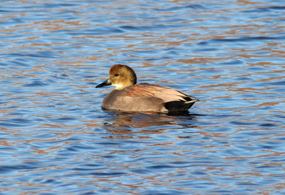 GADWALL (12-15-10) patagonia lake, scc, az -04