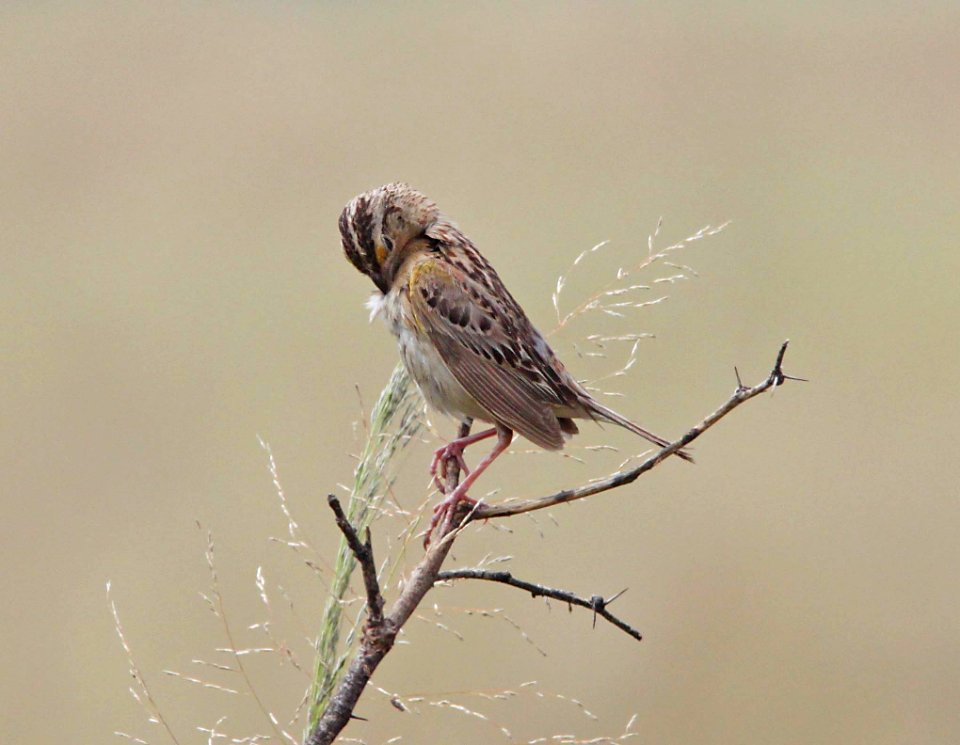 SPARROW, GRASSHOPPER (9-12-10) san rafael valley, scc, az -02