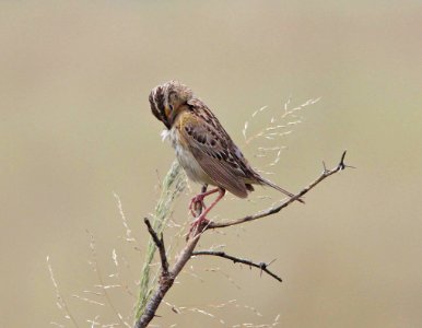 SPARROW, GRASSHOPPER (9-12-10) san rafael valley, scc, az -02
