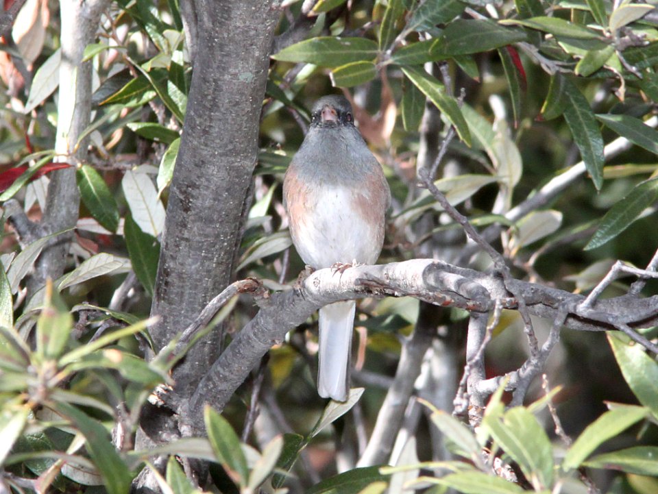 JUNCO, DARK-EYED (12-16-10) pink-sided, humboldt cyn, scc, az -01