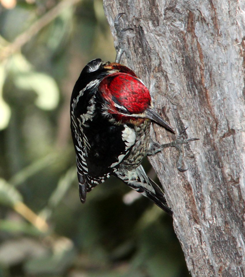 SAPSUCKER, RED-NAPED and RED-BREASTED hybrid (11-2-10) pena blanca lake, scc, az -02 copy