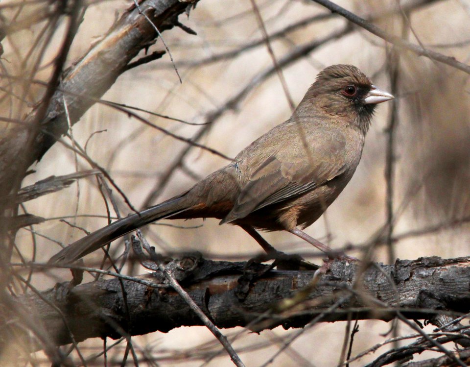 TOWHEE, ABERT'S (12-4-10) patagonia lake, scc, az -01