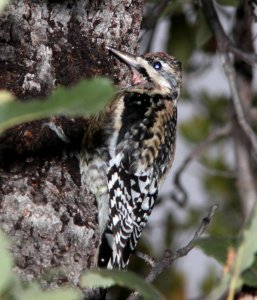 SAPSUCKER, YELLOW-BELLIED (12-31-10) pena blanca lake, scc, az -05