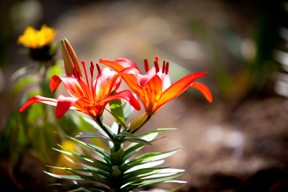 5dmark2 70-200mm flowers