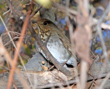 THRUSH, HERMIT (11-24-10) patagonia lake, scc, az -01