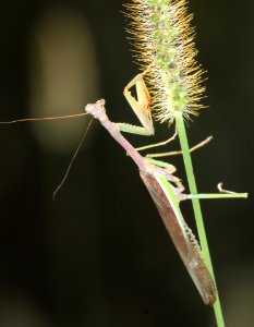 MANTID, sp (10-1-10) patagonia-sonoita creek sanctuary, scc, az -04