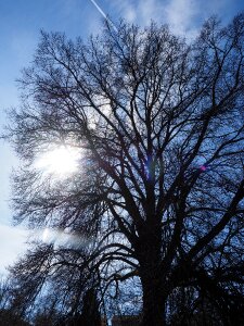 Branches aesthetic powerful photo