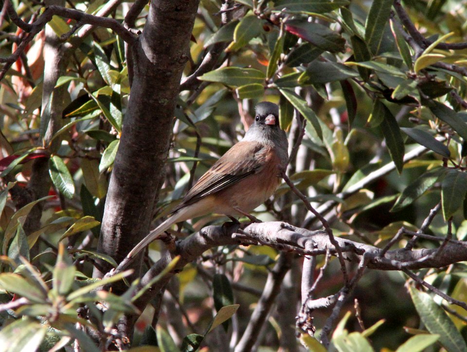 JUNCO, DARK-EYED (12-16-10) pink-sided, humboldt cyn, scc, az -02
