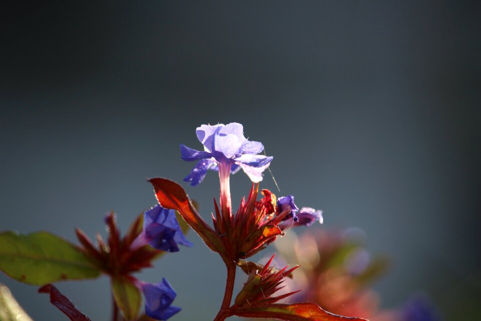 Nature blossom bloom