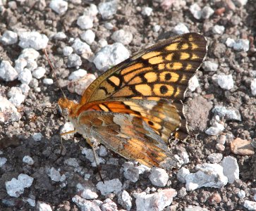 FRITILLARY, VARIEGATED (Euptoieta claudia) (9-14-10) yard, san rafael valley, scc, az -01