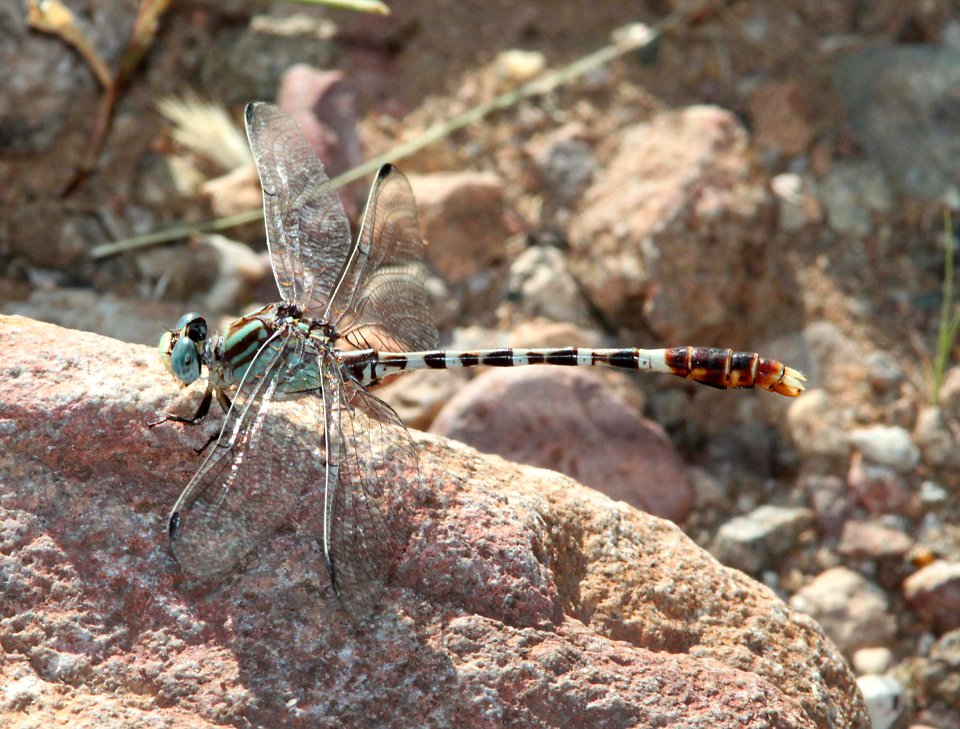 RINGTAIL, SERPENT (Erpetogomphus lampropeltis natrix) (9-14-10) pat pake st park, scc, az -01