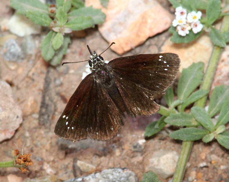 SOOTYWING, COMMON (Pholisora catullus) (9-9-10) whitewater draw widlife area, az -01