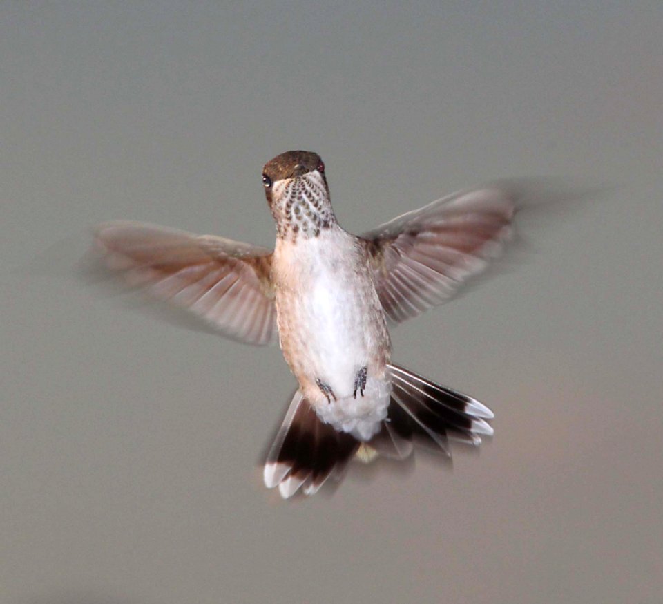 HUMMINGBIRD, BLACK-CHINNED (9-15-10) yard, west of patagonia, scc, az -01 imm male