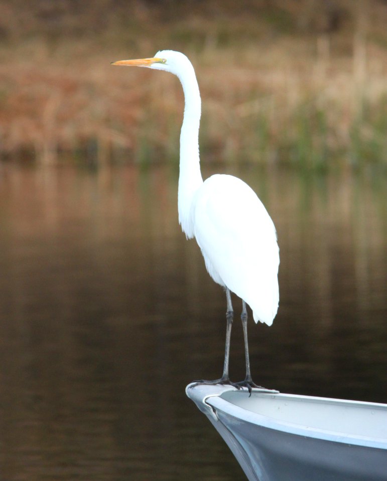 EGRET, GREAT (12-22-10) patagonia lake, scc, az -01