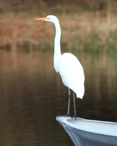 EGRET, GREAT (12-22-10) patagonia lake, scc, az -01