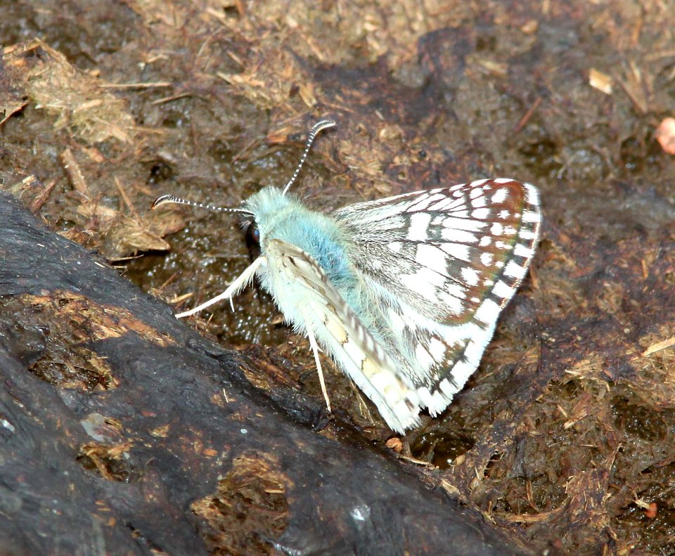 CHECKERED-SKIPPER, COMMON (Pyrgus  communis) (9-12-10) san rafael valley, scc, az -02
