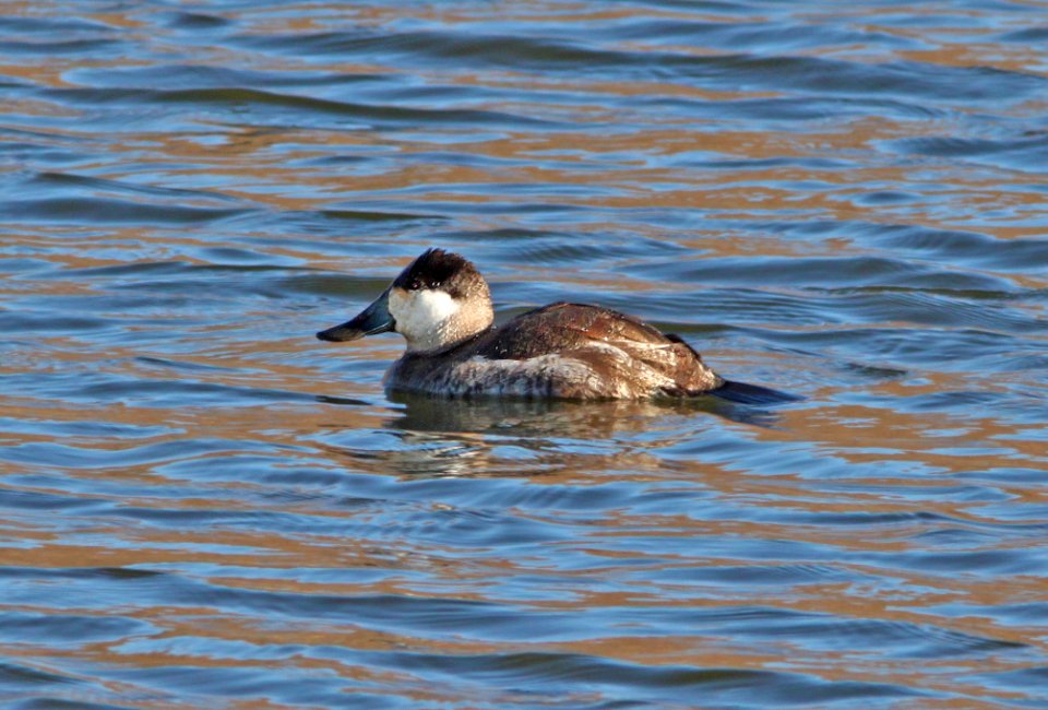 DUCK, RUDDY (12-15-10) patagonia lake, scc, az -01