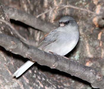 JUNCO, DARK-EYED, gray-headed form (10-30-10) humboldt cyn, patagonia hills, scc, az -01