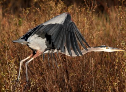 HERON, GREAT BLUE (12-6-01) patagonia lake, scc, az -05