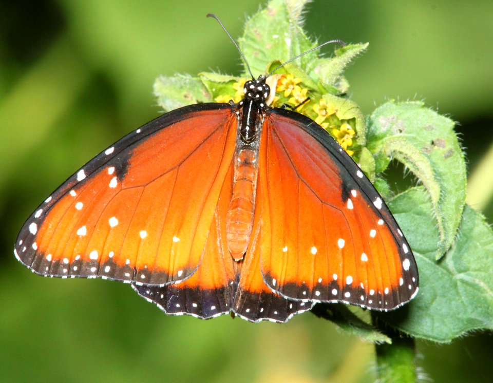 QUEEN (Danaus gillipus) (9-14-10) patagonia state park, scc, az -01