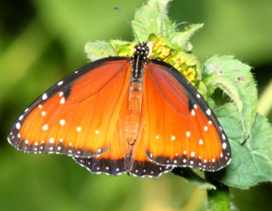 QUEEN (Danaus gillipus) (9-14-10) patagonia state park, scc, az -01