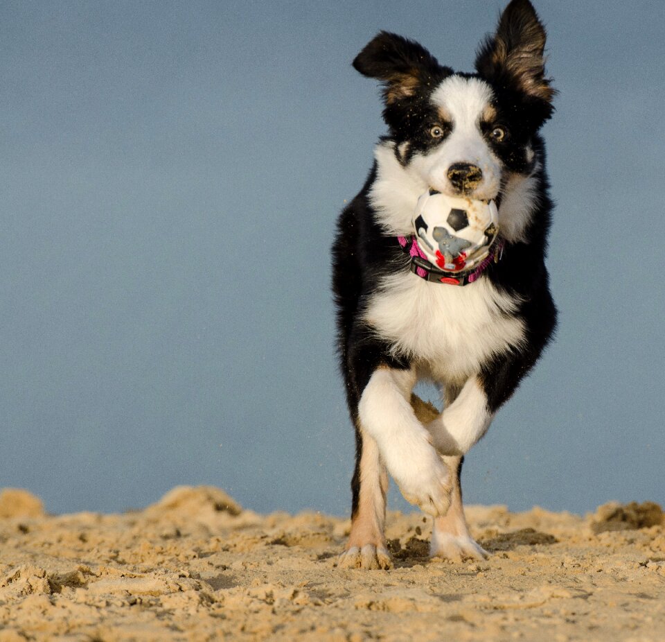 Dog with ball beach british sheepdog