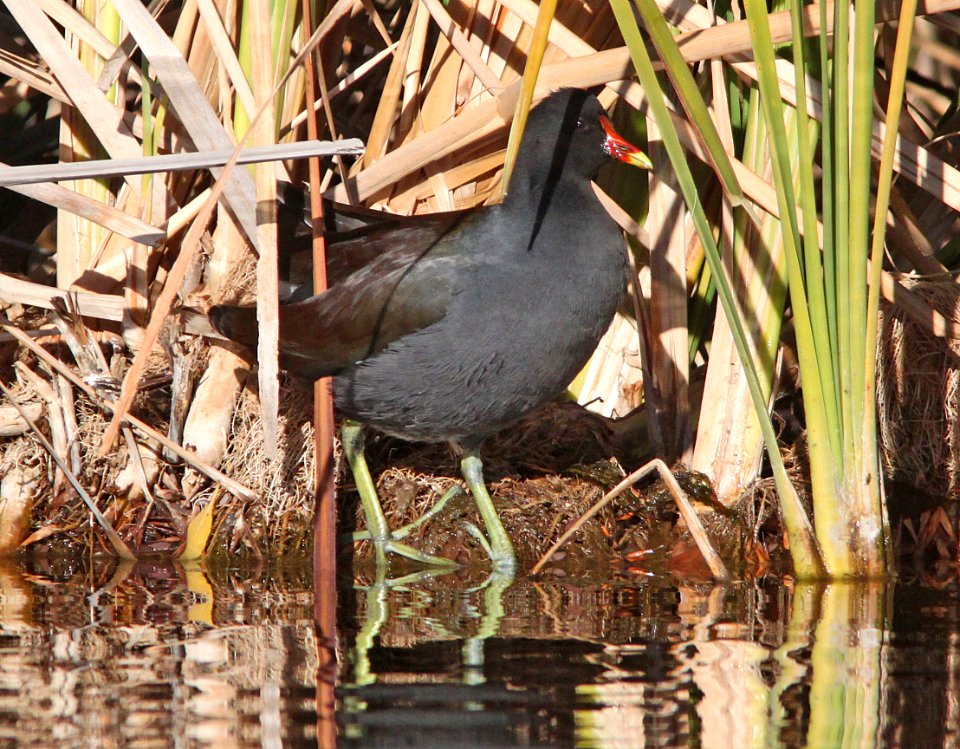 GALLINULE, COMMON (12-6-01) patagonia lake, scc, az -03