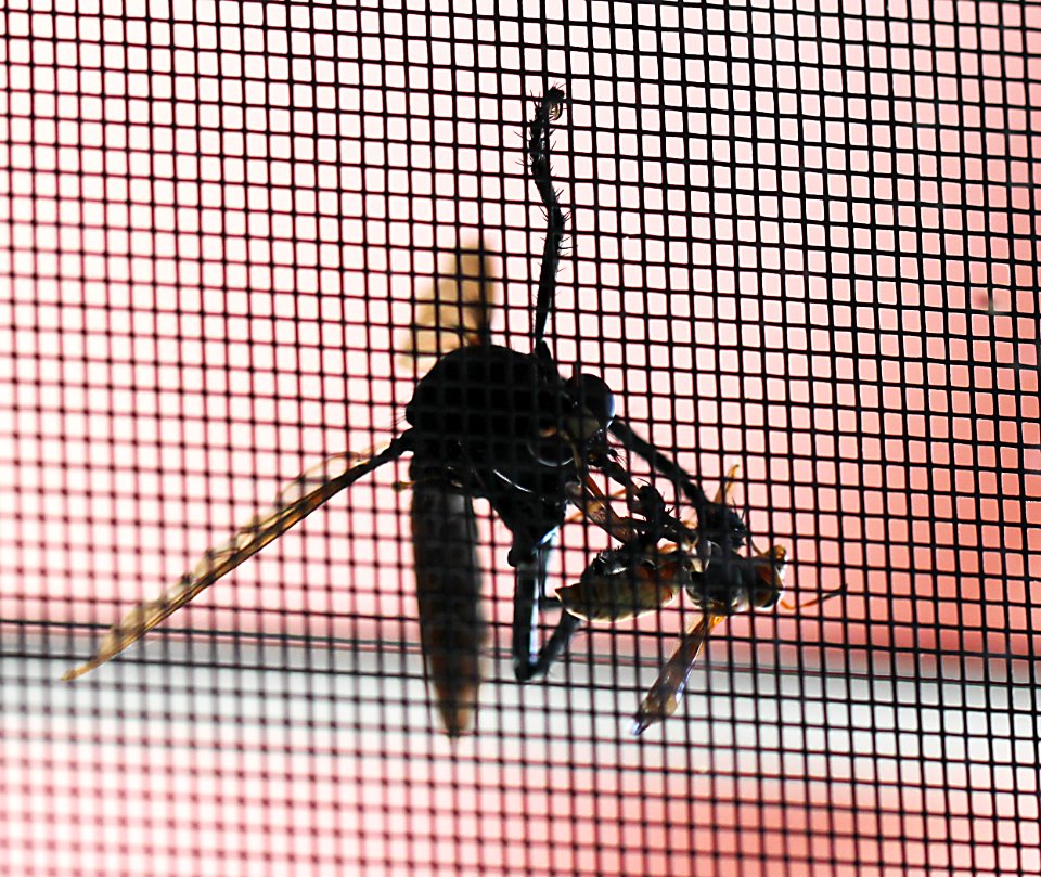 ROBBERFLY (Archilestris magnificus) and PAPER WASP  (9-30-10) 78 circulo montana, patagonia lake ranch estates, scc, az -02 trying to capture bee