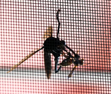 ROBBERFLY (Archilestris magnificus) and PAPER WASP  (9-30-10) 78 circulo montana, patagonia lake ranch estates, scc, az -02 trying to capture bee