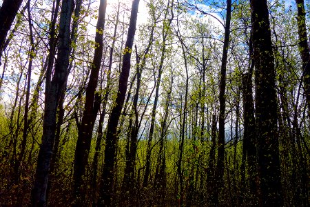 blackfoot april 30 2016 (284)