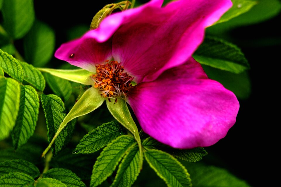 Tea rose natural leaves