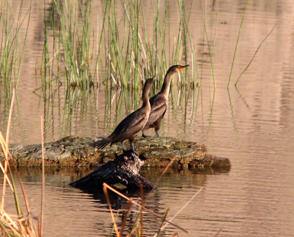 CORMORANT, DOUBLE-CRESTED (9-21-10) west end, pat lake state park, scc, az -02